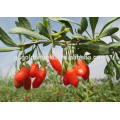 la taille de 0207 baie de goji ensemencement fructueuse ningxia goji berry